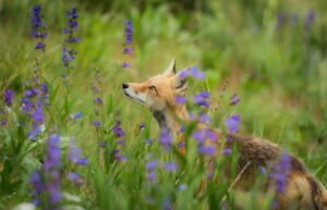 Fox in a field of purple flowers