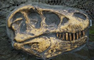 Skeletal dinosour head