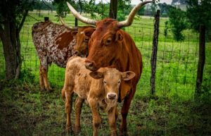 longhorn cow and calf together