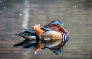 colorful duck in a pond