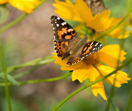 Butterfly landing on a flower