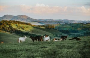 cattle in hilly field