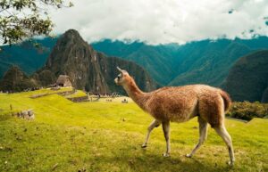 llama in Peru walking in a green field with tall mountains behind it