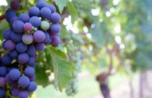 close up grapes