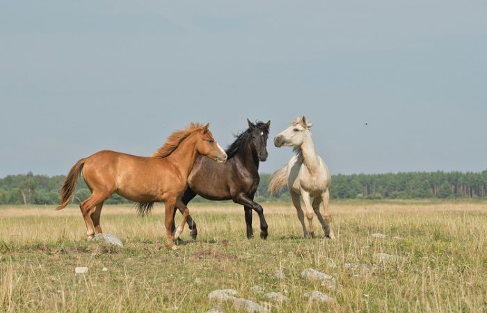 3 horses in a field