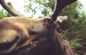 moose head closeup