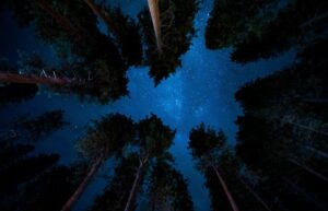 view of night sky through the trees