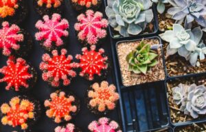 succulents in putting plants