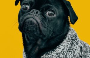 black pug in knitted sweater