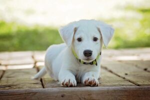 white puppy with yellow collar