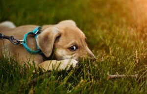 Puppy with blue color laying in the grass chewing on a stick