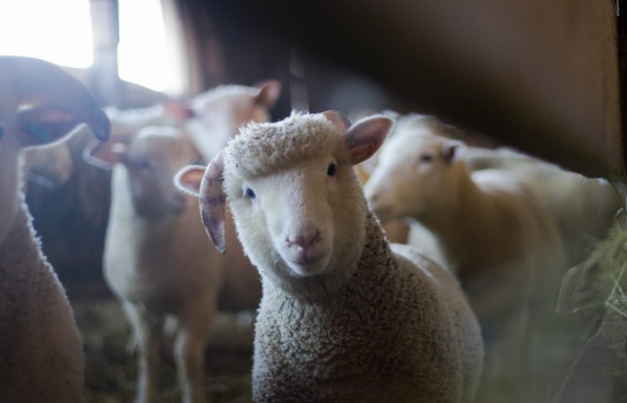 herd of sheep in a barn