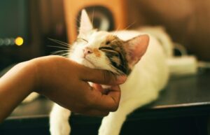 Cat getting chin scratches
