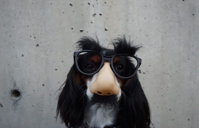 dog wearing nose & eyebrow glasses