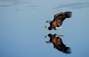 Eagle landing on water