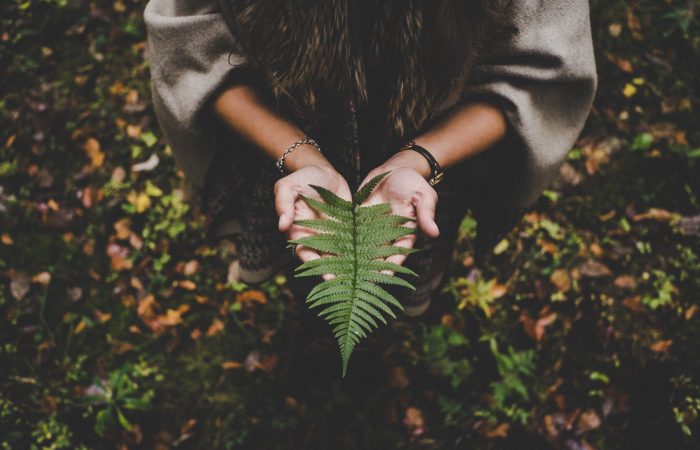 hands holding a leaf