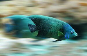 blue and green fish swimming