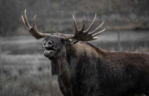 big moose