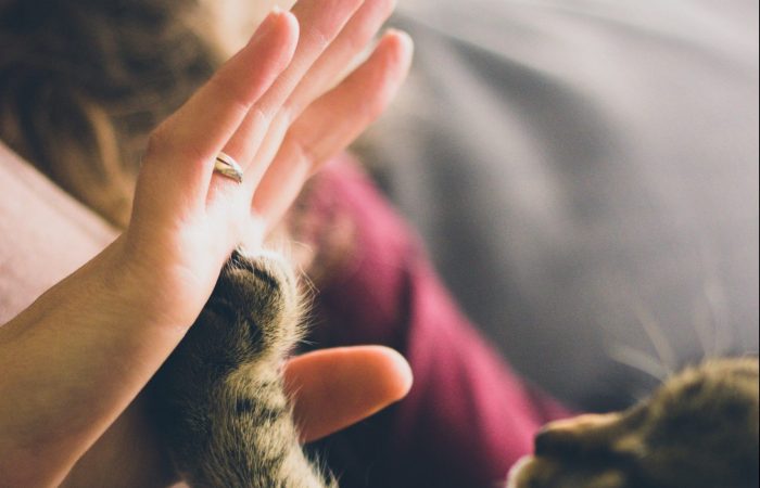 kitten paw touching human hand