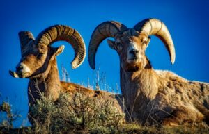 two rams with blue background