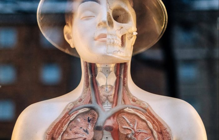 Mannequin showing inside of human body
